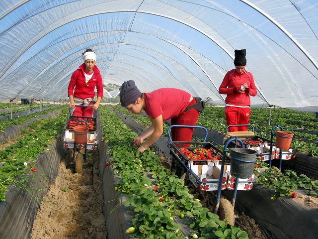 Photo P._Baqu_Espagne-ouvrires_agricoles_dans_champs_de_fraises_bio